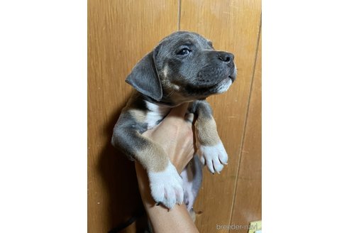 成約済の佐賀県のアメリカンピットブルテリア-347813の5枚目