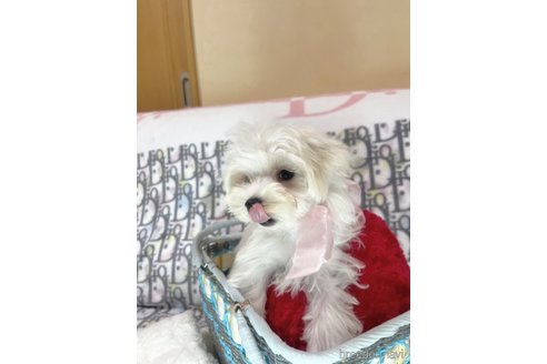 成約済の愛知県のマルチーズ-334764の5枚目