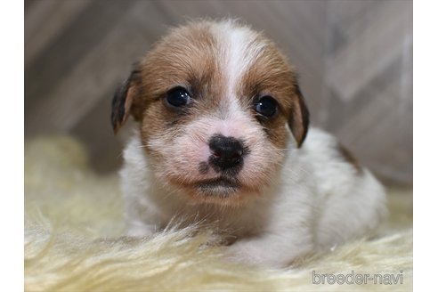 成約済の愛知県のジャックラッセルテリア-347821の7枚目