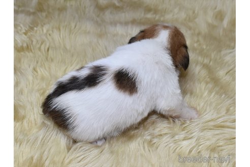 成約済の愛知県のジャックラッセルテリア-347821の4枚目