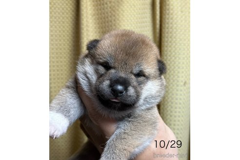 成約済の愛知県の柴犬-345643の11枚目