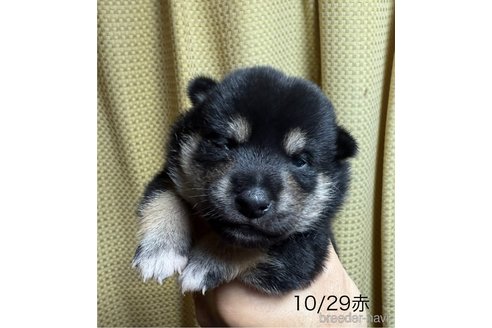 成約済の愛知県の柴犬-345641の20枚目