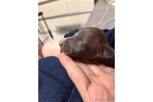 成約済の福岡県のイタリアングレーハウンド(イタグレ)-346443の4枚目
