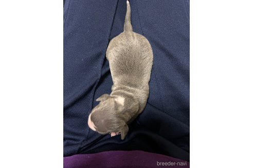 成約済の福岡県のイタリアングレーハウンド(イタグレ)-346443の3枚目