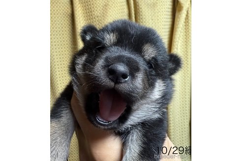 成約済の愛知県の柴犬-345642の15枚目