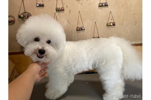 ペロくん1枚目