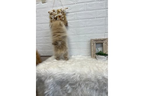 成約済の愛媛県のポメラニアン-347839の2枚目