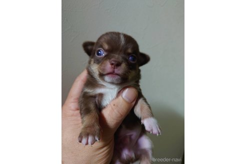 成約済の福岡県のチワワ(スムースコート)-347841の11枚目