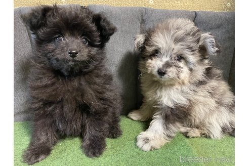 成約済の愛知県のポメプー:ポメラニアン×トイプードル-347871の4枚目