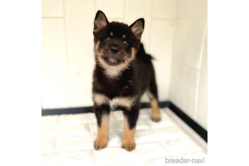 成約済の茨城県のミックス犬-343093の2枚目