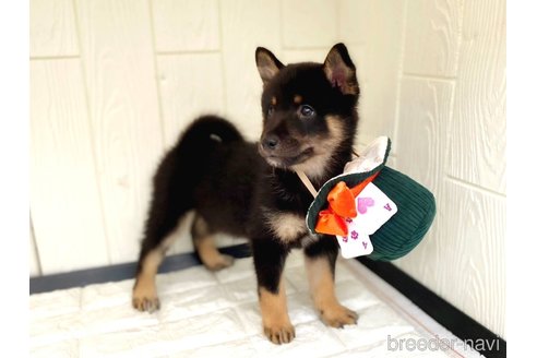 成約済の茨城県のミックス犬-343093の4枚目