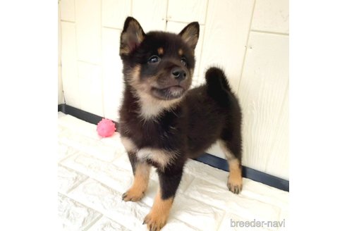 成約済の茨城県のミックス犬-343093の5枚目