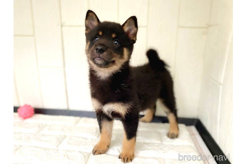 成約済の茨城県のミックス犬-343093の1枚目