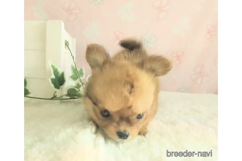 成約済の茨城県のミックス犬-347892の2枚目