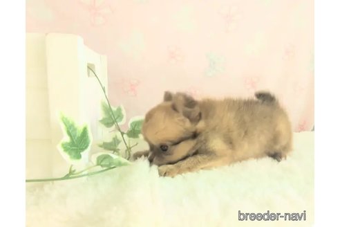 成約済の茨城県のミックス犬-347892の3枚目