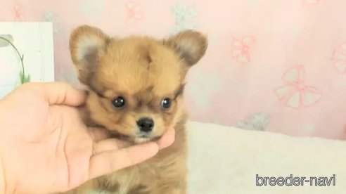 成約済の茨城県のミックス犬-347892の1枚目