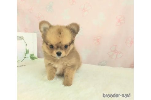 成約済の茨城県のミックス犬-347892の4枚目