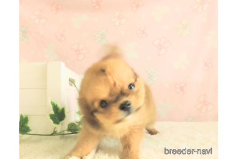 成約済の茨城県のミックス犬-347892の5枚目