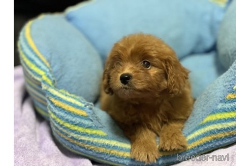 成約済の栃木県のポメプー:ポメラニアン×トイプードル-347908の1枚目