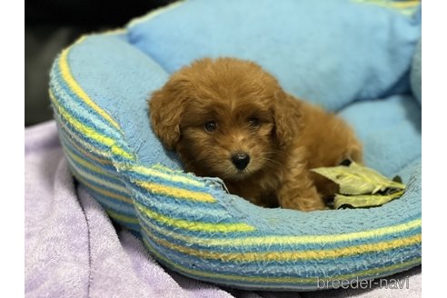 成約済の栃木県のポメプー:ポメラニアン×トイプードル-347908の3枚目