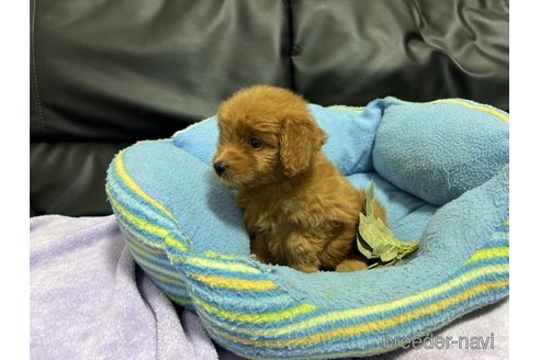 成約済の栃木県のポメプー:ポメラニアン×トイプードル-347908の4枚目