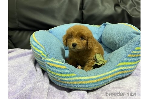 成約済の栃木県のポメプー:ポメラニアン×トイプードル-347908の2枚目