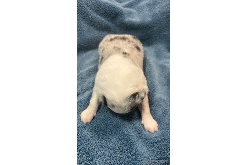 成約済の愛知県のボーダーコリー-347913の11枚目