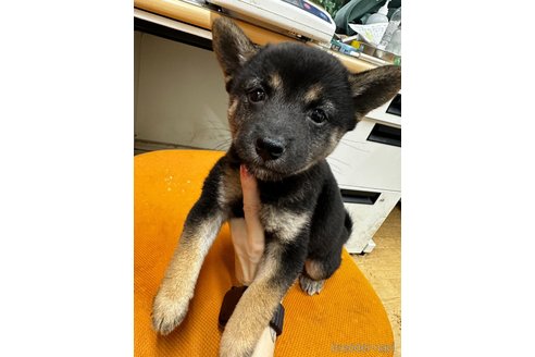 成約済の千葉県の柴犬-347927の3枚目