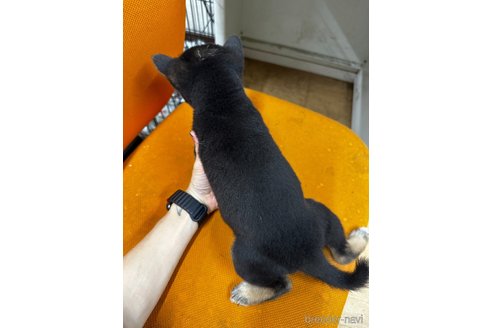 成約済の千葉県の柴犬-347927の2枚目