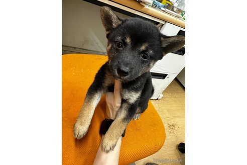 成約済の千葉県の柴犬-347927の4枚目