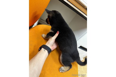 成約済の千葉県の柴犬-347927の5枚目