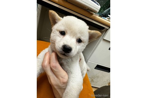 成約済の千葉県の柴犬-347933の2枚目