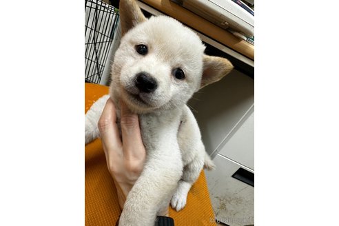 成約済の千葉県の柴犬-347933の1枚目