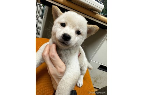 成約済の千葉県の柴犬-347933の3枚目