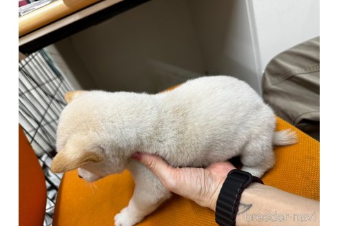 成約済の千葉県の柴犬-347933の4枚目