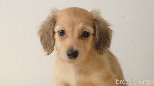 成約済の愛知県のミニチュアダックスフンド(ロングヘアード)-342927の1枚目