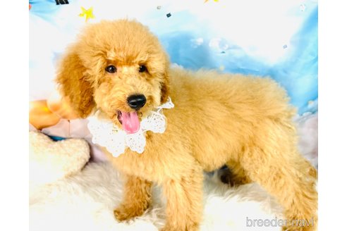 成約済の福岡県のミニチュアプードル-341646の3枚目