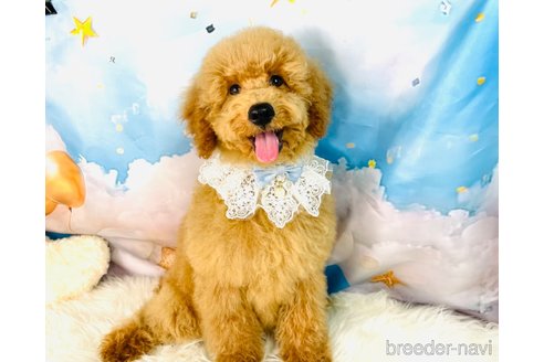成約済の福岡県のミニチュアプードル-341646の1枚目
