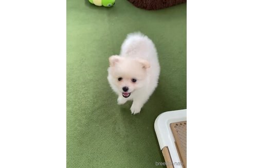 成約済の福岡県のポメラニアン-348048の5枚目