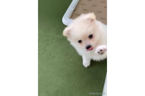 成約済の福岡県のポメラニアン-348048の2枚目