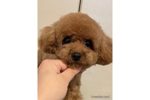 デデちゃん1枚目
