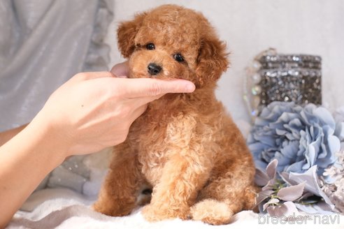 成約済の群馬県のタイニープードル-348050の3枚目