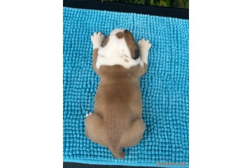 成約済の三重県のブルドッグ-348063の5枚目