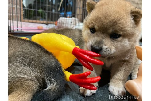 成約済の福岡県の豆柴-348071の5枚目