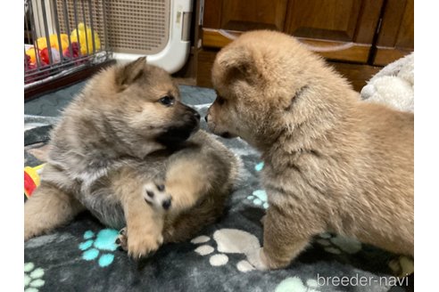 成約済の福岡県の豆柴-348071の8枚目