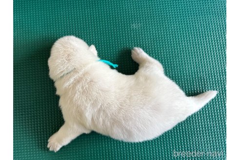 成約済の山梨県のホワイトシェパード-347368の4枚目