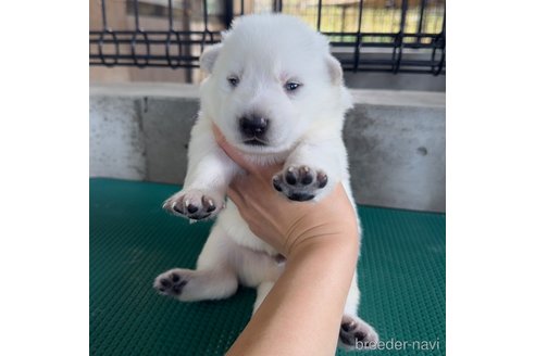 成約済の山梨県のホワイトシェパード-347370の2枚目