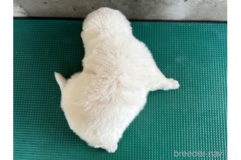 成約済の山梨県のホワイトシェパード-347369の4枚目