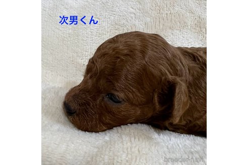 成約済の福岡県のタイニープードル-345859の5枚目