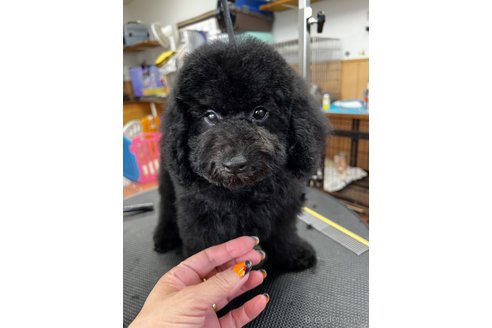 成約済の栃木県のトイプードル-336658の2枚目